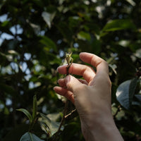 Eastern Tea Club, Chapter 4: Bùlǎng 布朗 - Eastern Leaves