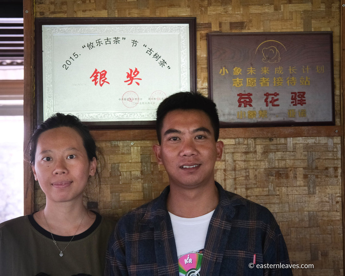 Pu'er Sheng di Youle 2022, Tè di Foresta pressato a pietra