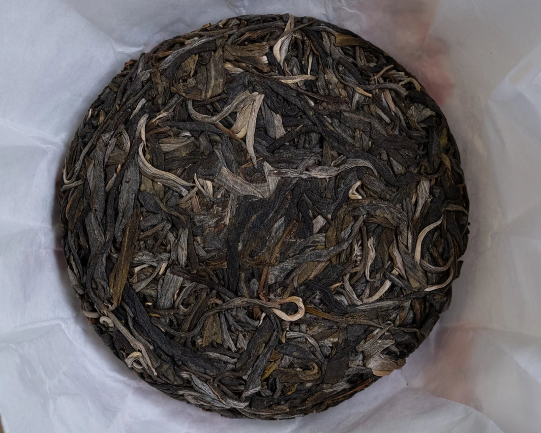 Pu'er Kings and Queens - Laobanzhang and Yiwu Tastebox