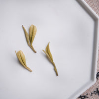 Three infused leaves of Anjibaicha Chinese green tea from Zhejiang, China, on white porcelain tray/plate from Jingdezhen 