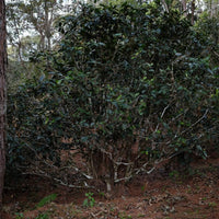 Eastern Tea Club, Chapter 2: Yìwǔ 易武 - Eastern Leaves